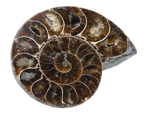 Аммонит