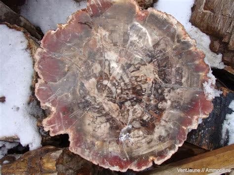 Окаменелое дерево